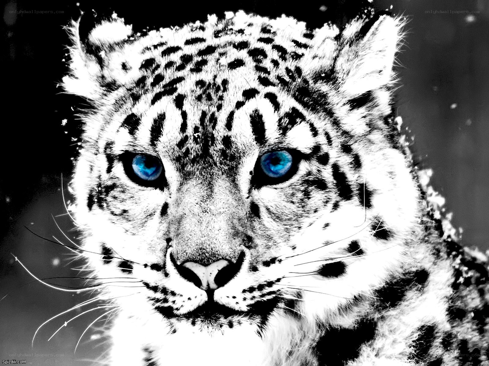 snow leopard with blue eyes