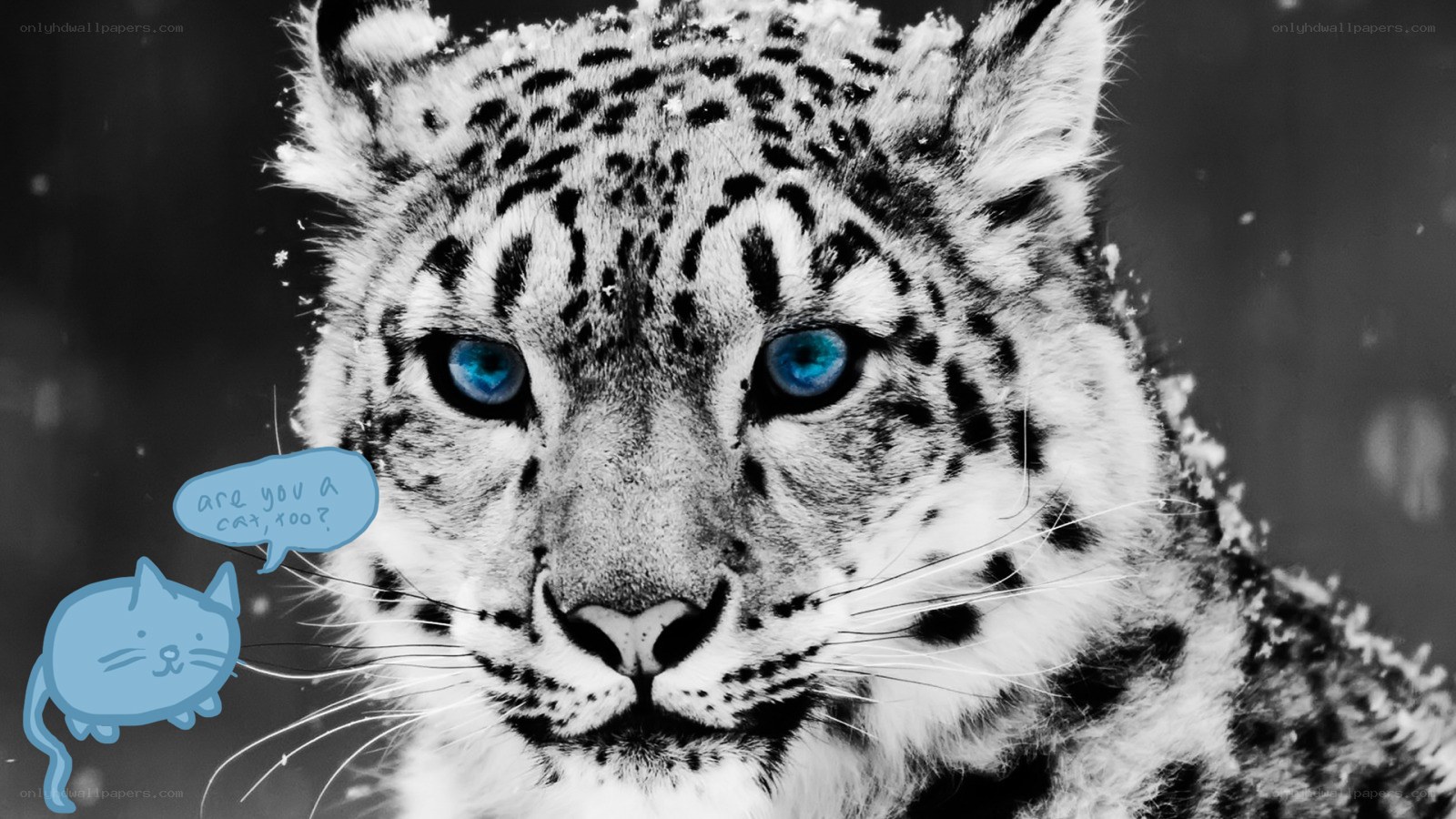Snow leopard with blue eyes
