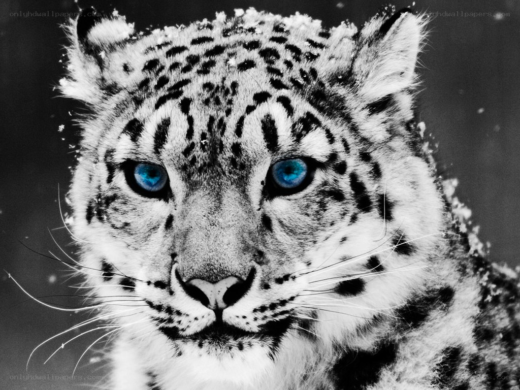 snow leopard with blue eyes