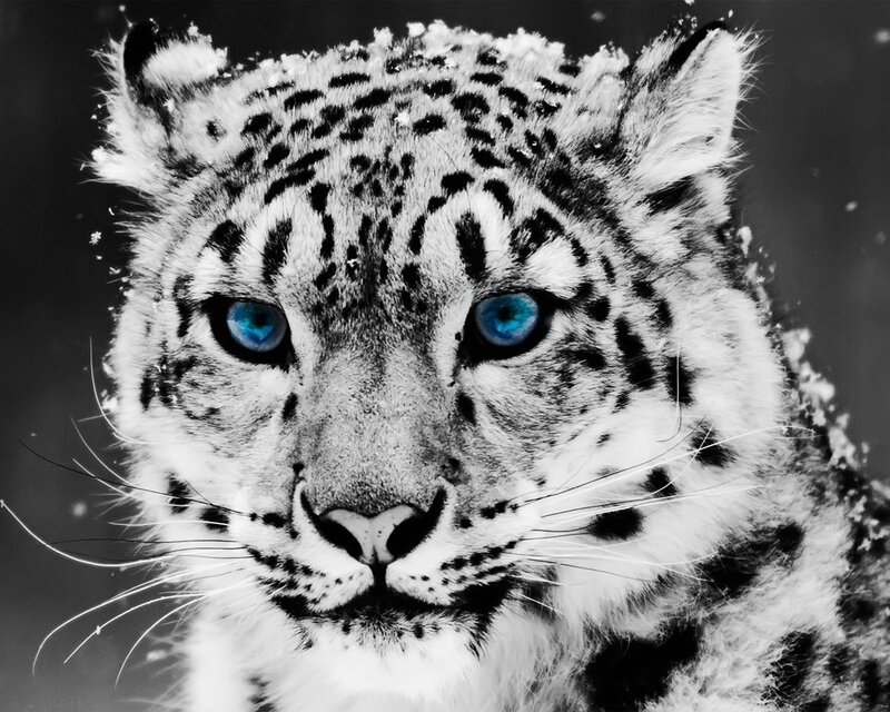 Snow leopard with blue eyes