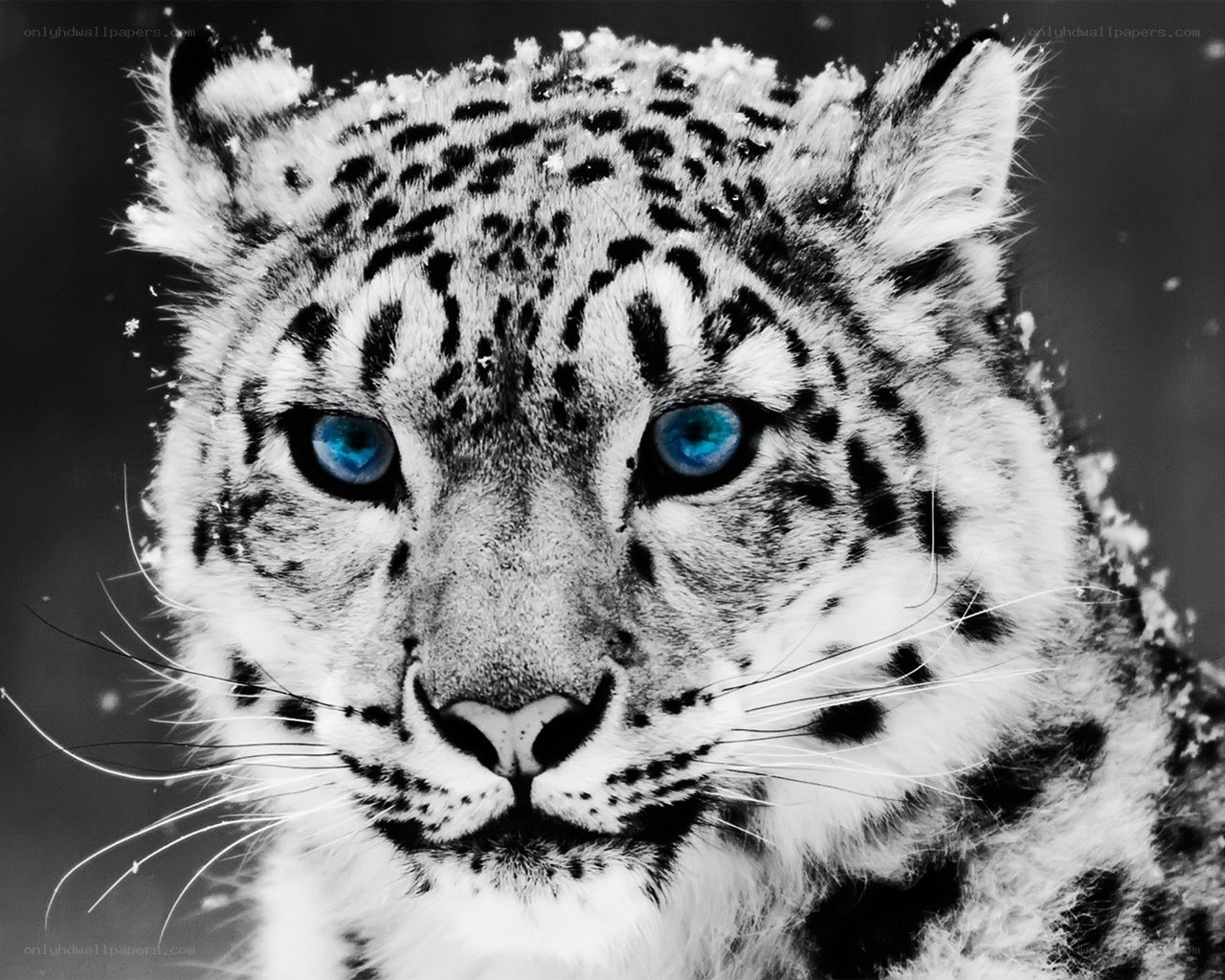 Snow leopard with blue eyes