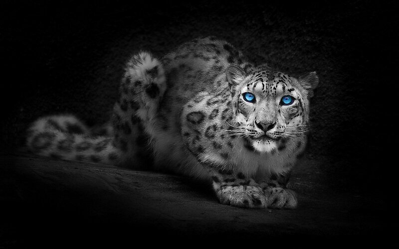 Snow leopard with blue eyes