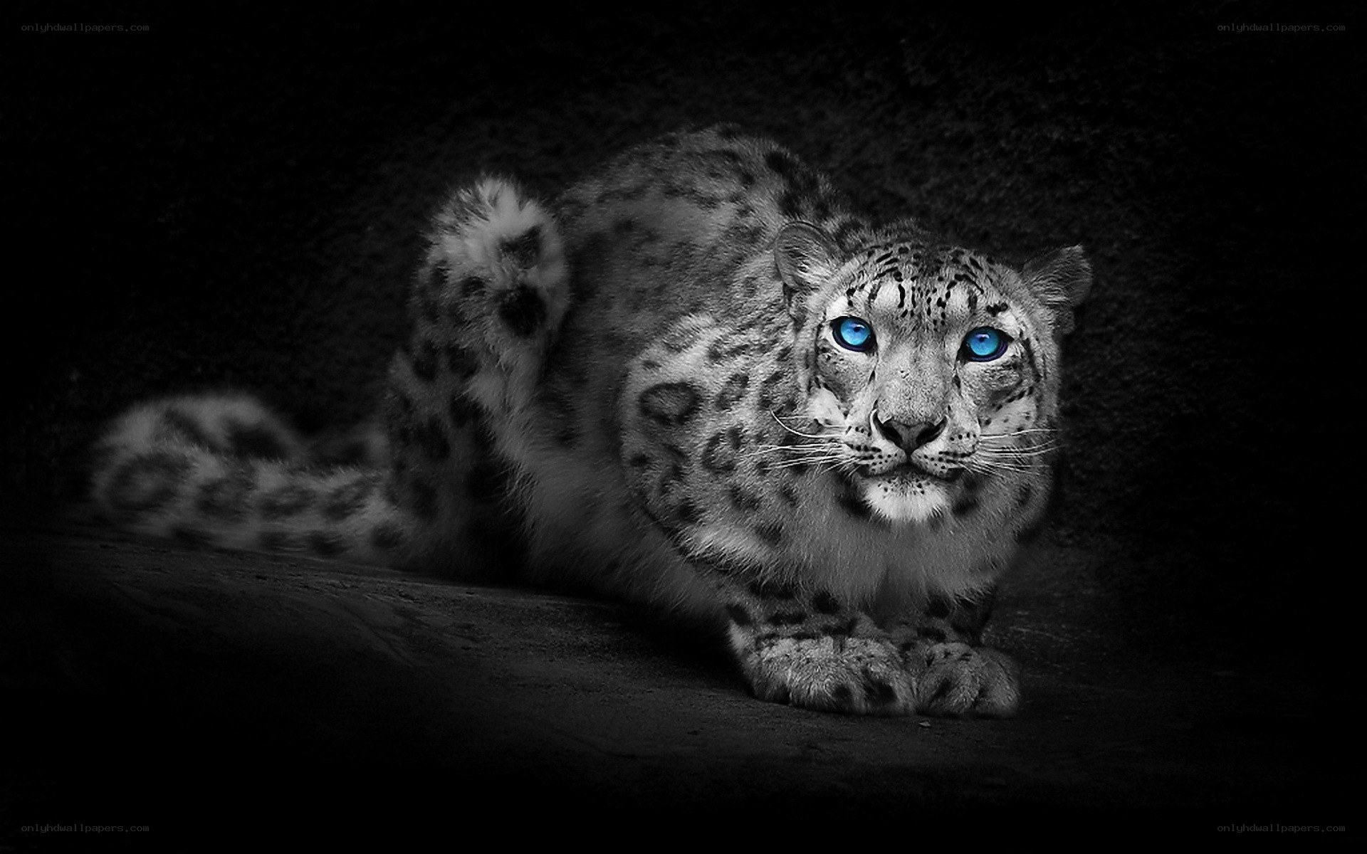 Snow leopard with blue eyes