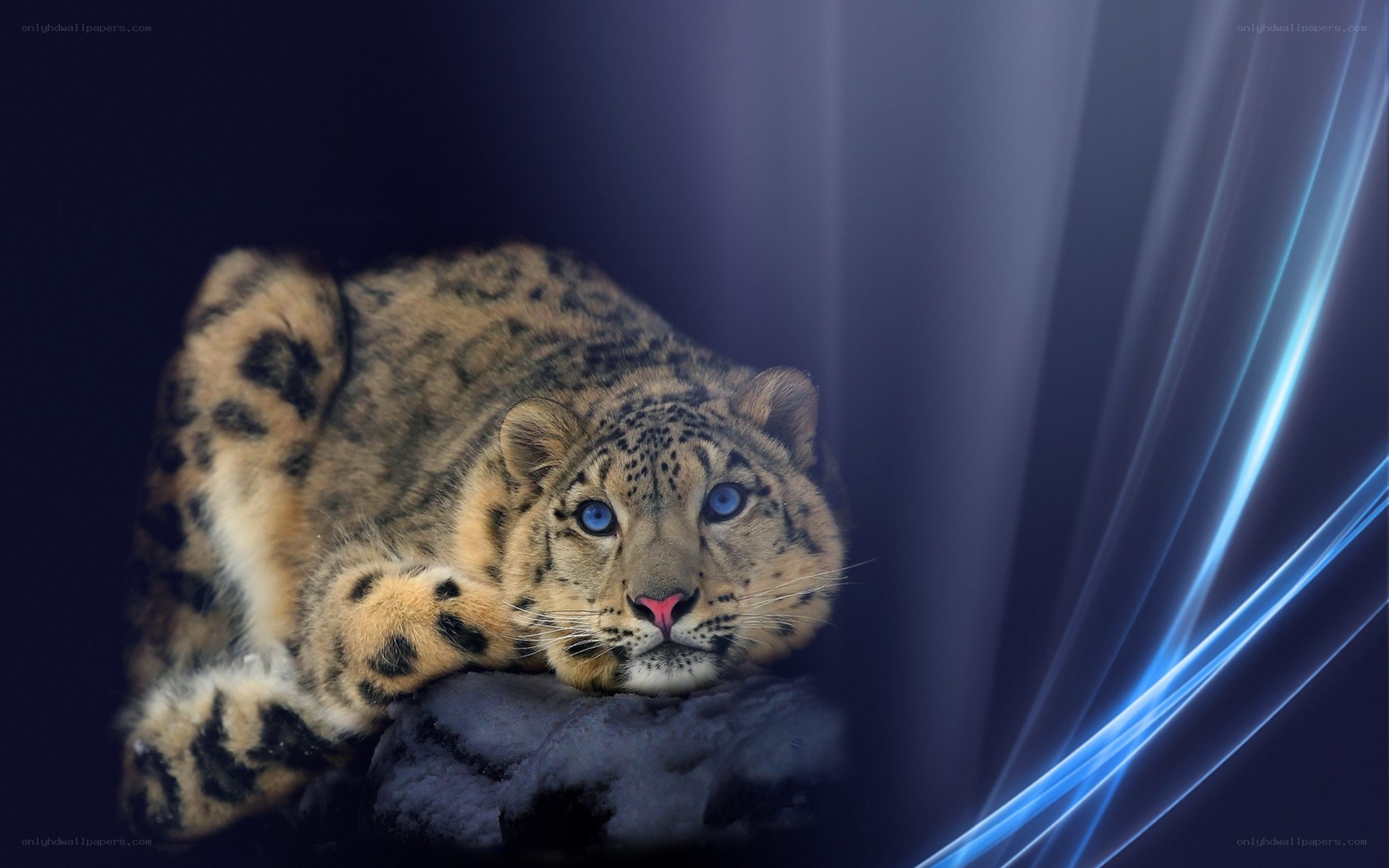 Snow leopard with blue eyes