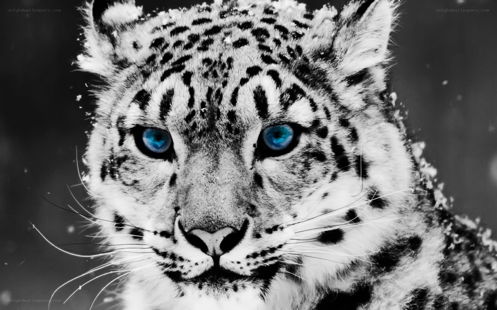 snow leopard with blue eyes