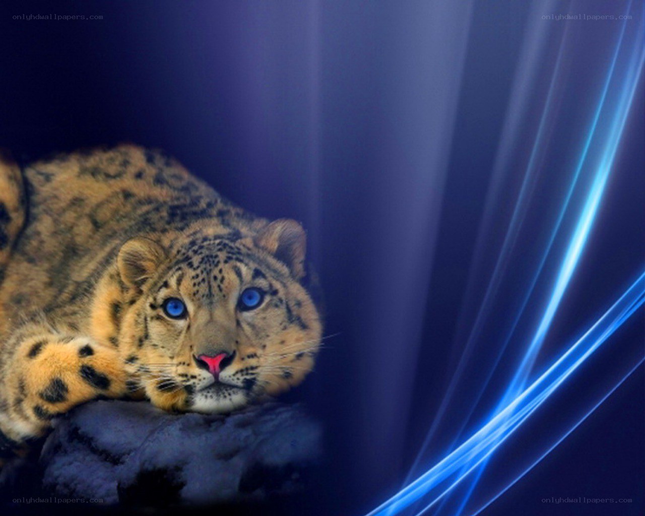 snow leopard with blue eyes