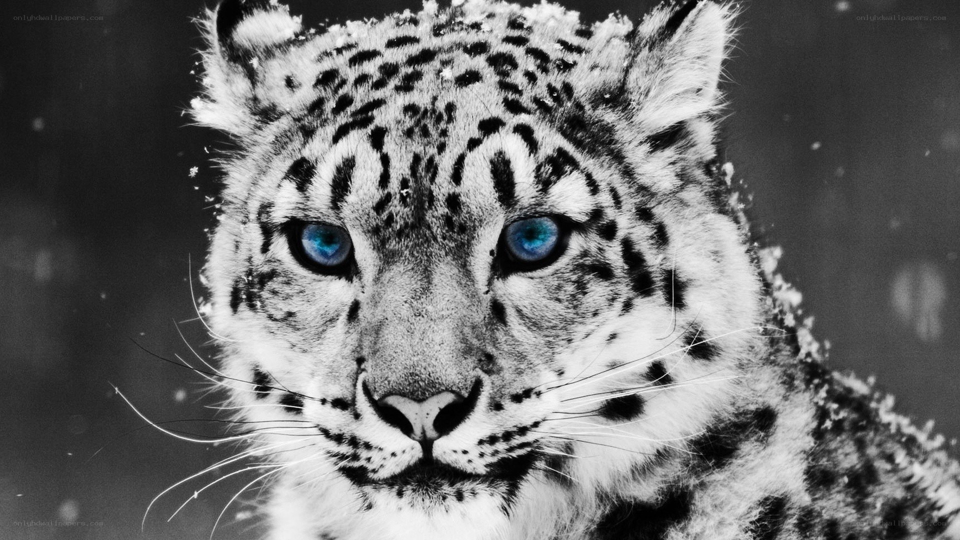 snow leopard with blue eyes