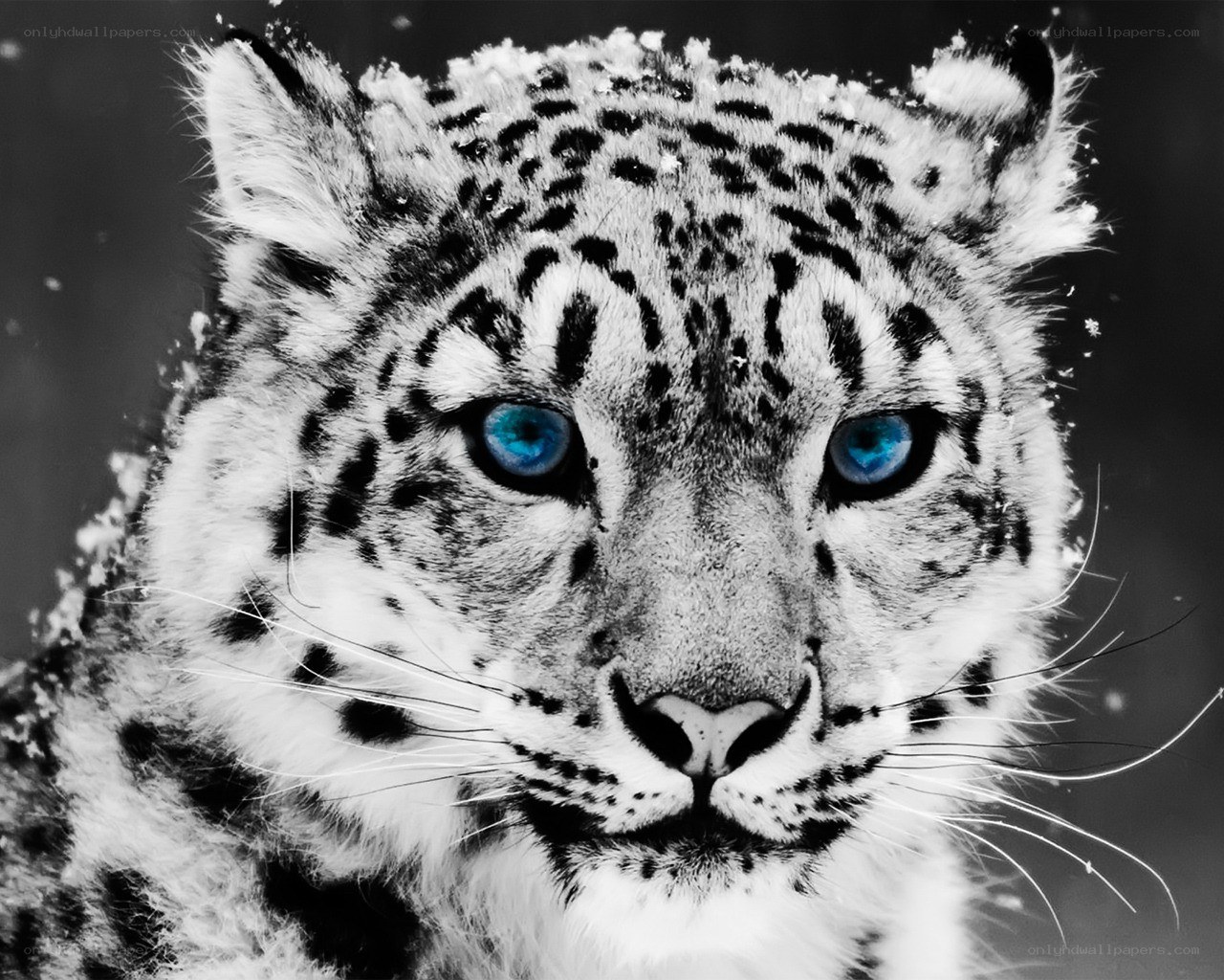 Snow leopard with blue eyes