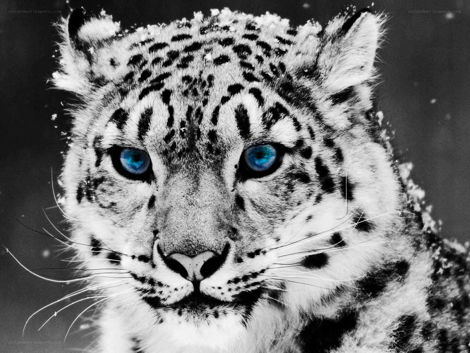 Snow leopard with blue eyes