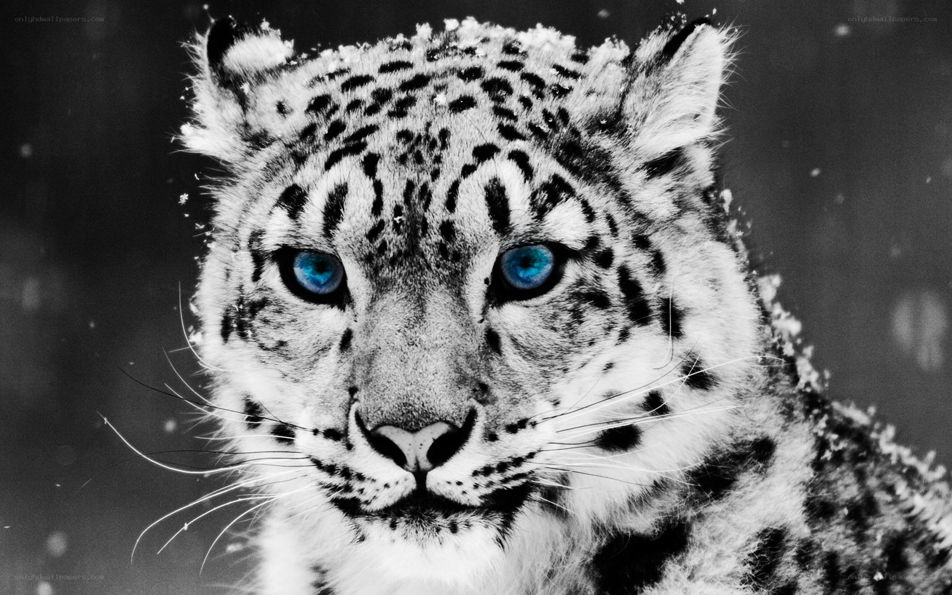 snow leopard with blue eyes