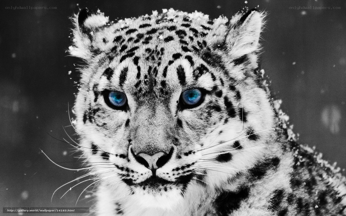 Snow leopard with blue eyes