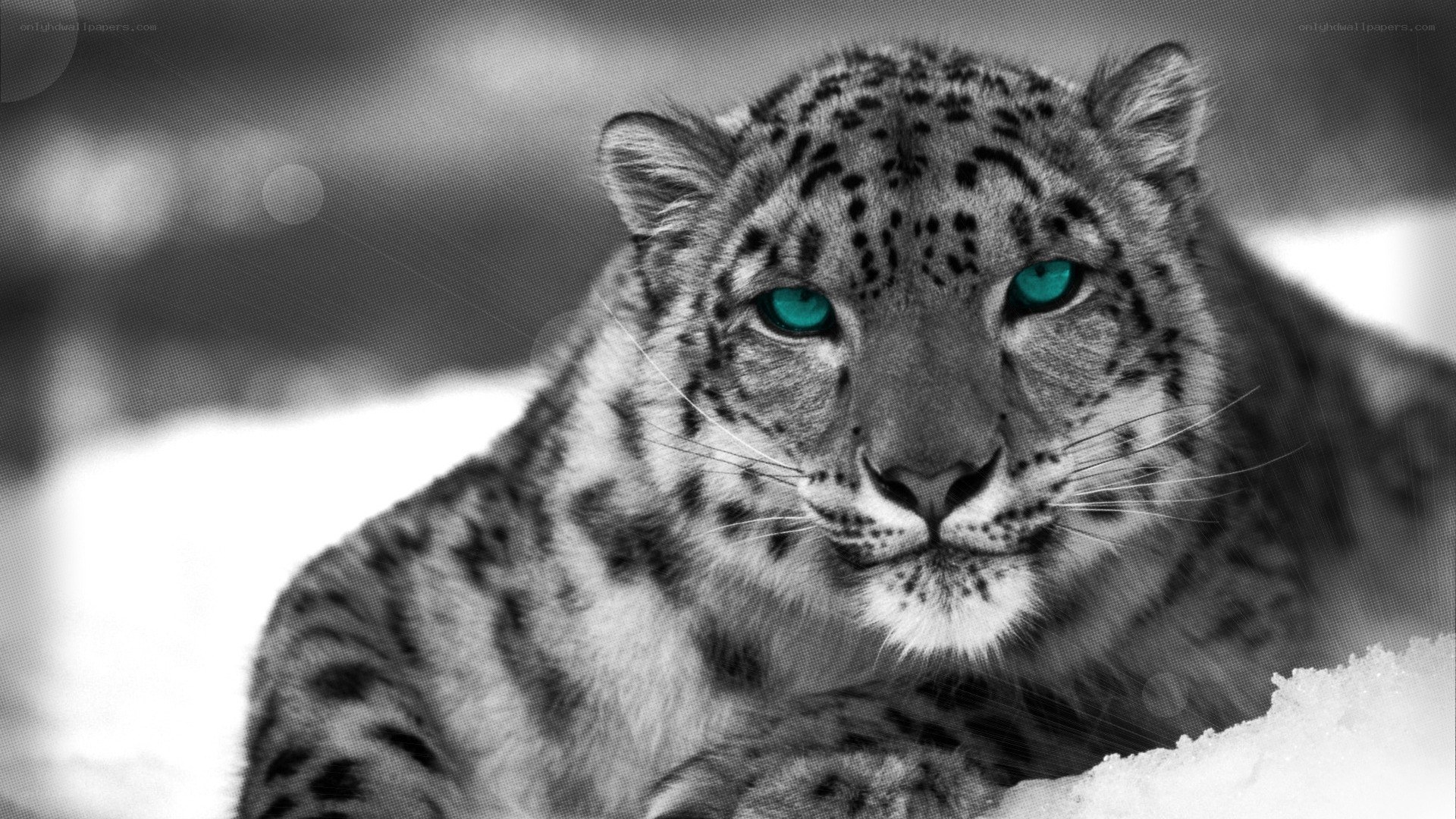 snow leopard with glowing eyes
