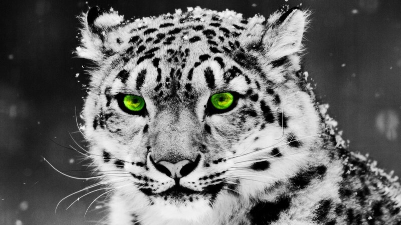 snow leopard with glowing eyes