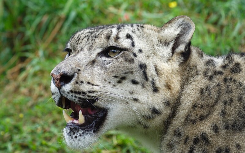 Snow Leopard with Open Mouth