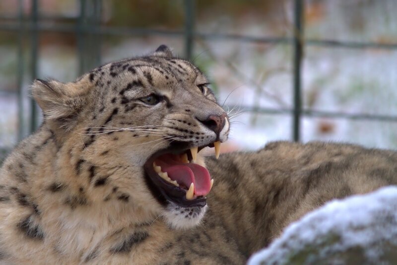 Snow Leopard Yawning — Gray, Alert
