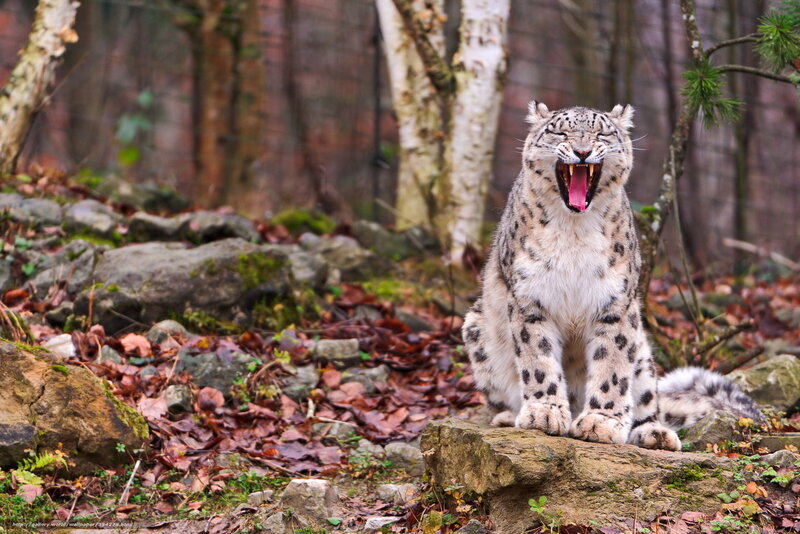 Snow Leopard Yawning — Gray, Natural, Autumn, Photograph