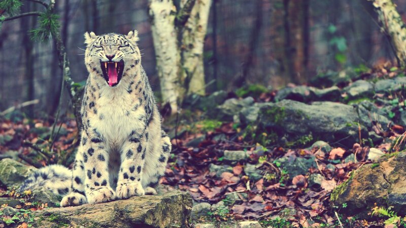 Snow Leopard Yawning — Gray, Natural, Autumn