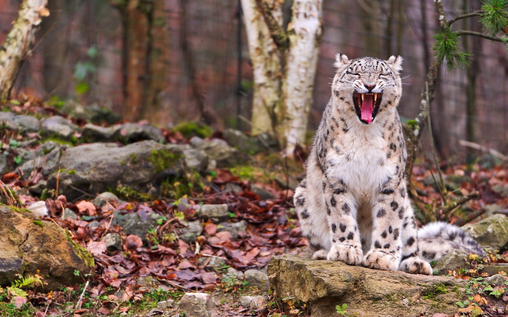 Snow leopard yawning in forest
