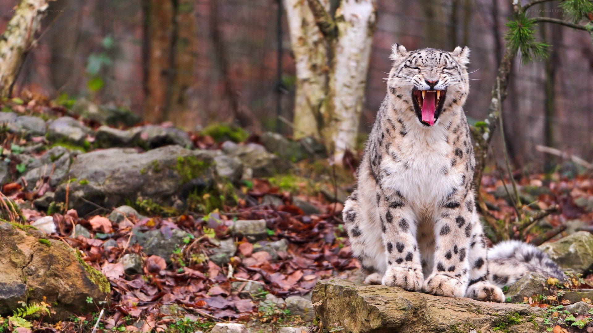 snow leopard yawning in forest