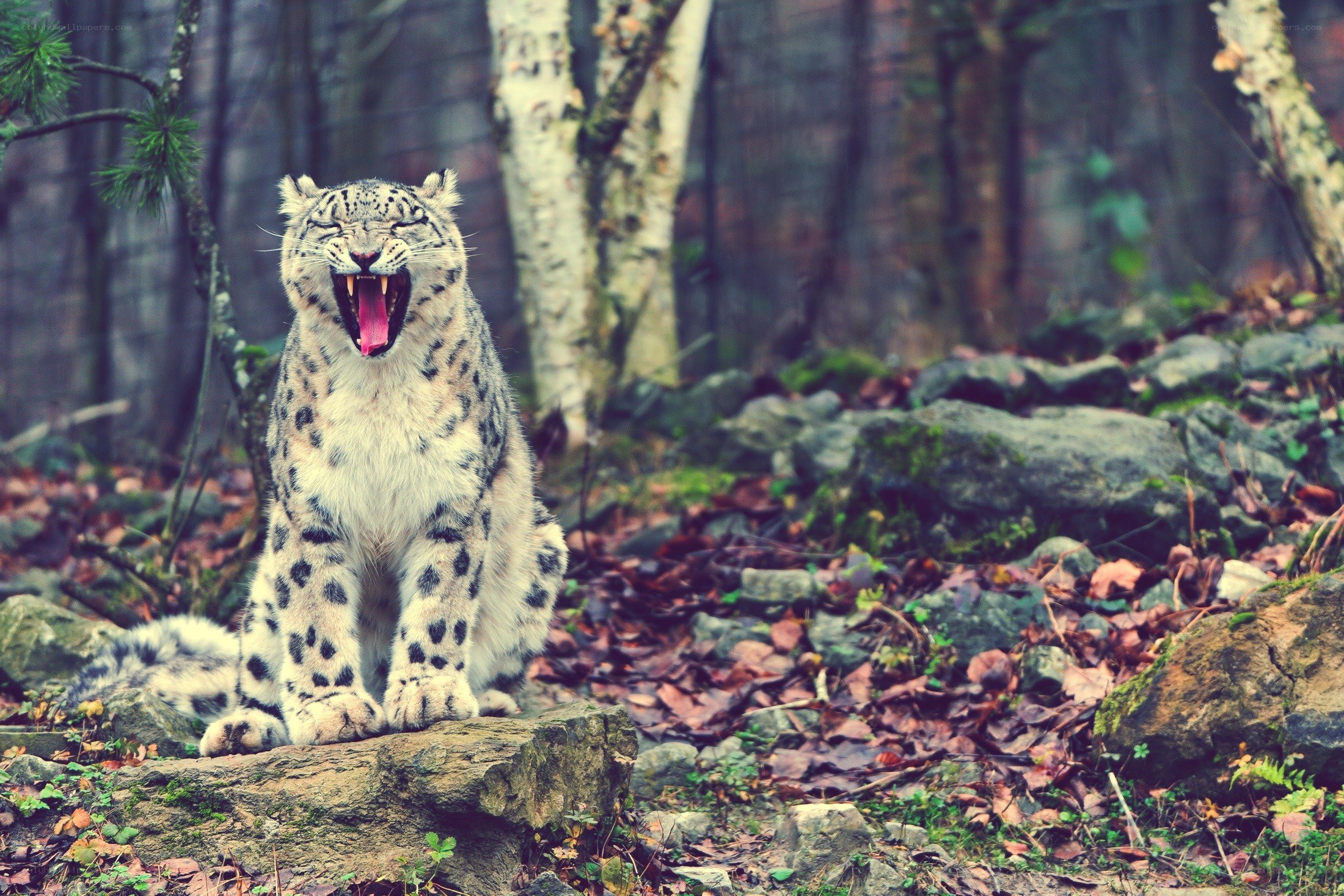 snow leopard yawning in forest