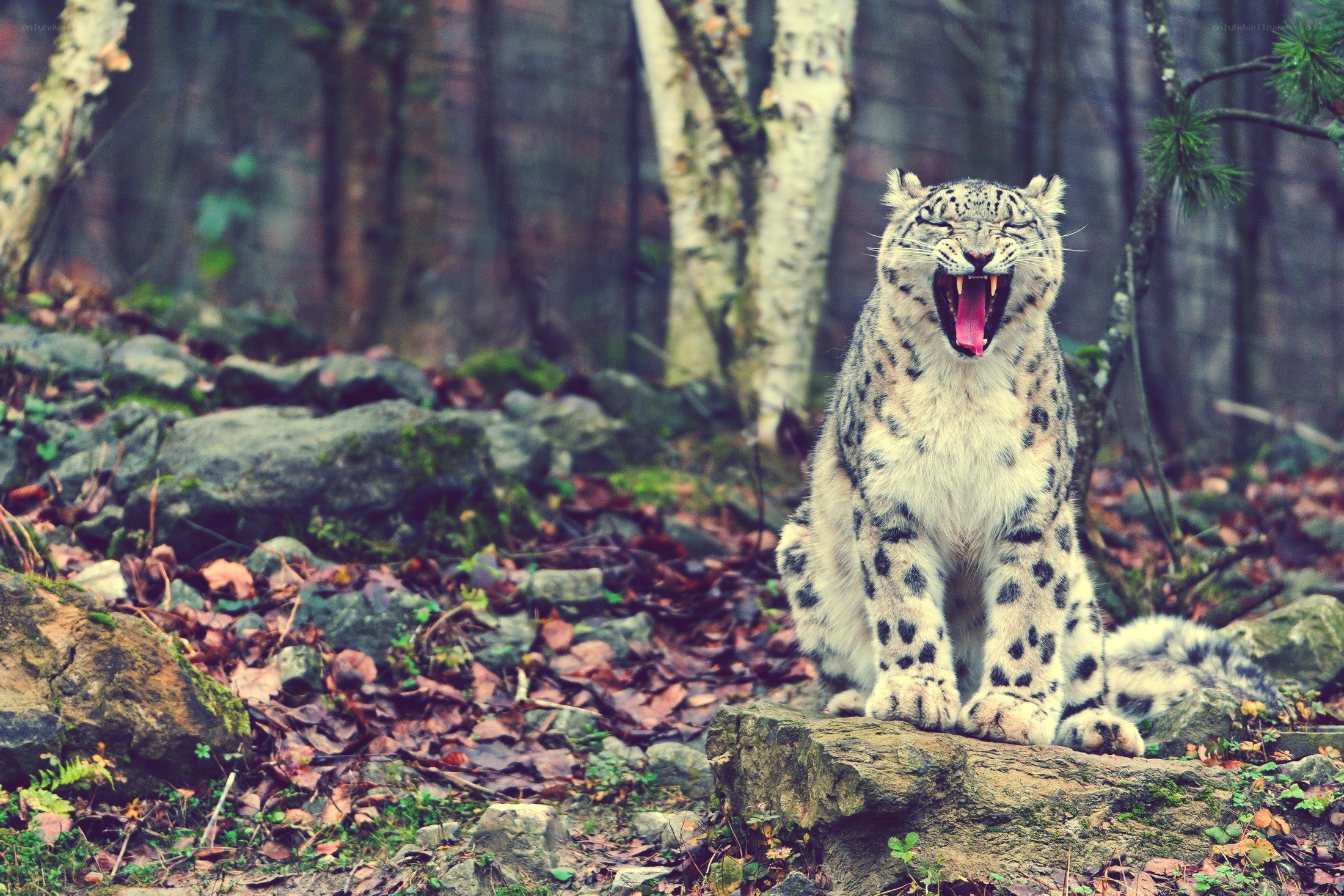 Snow leopard yawning in forest