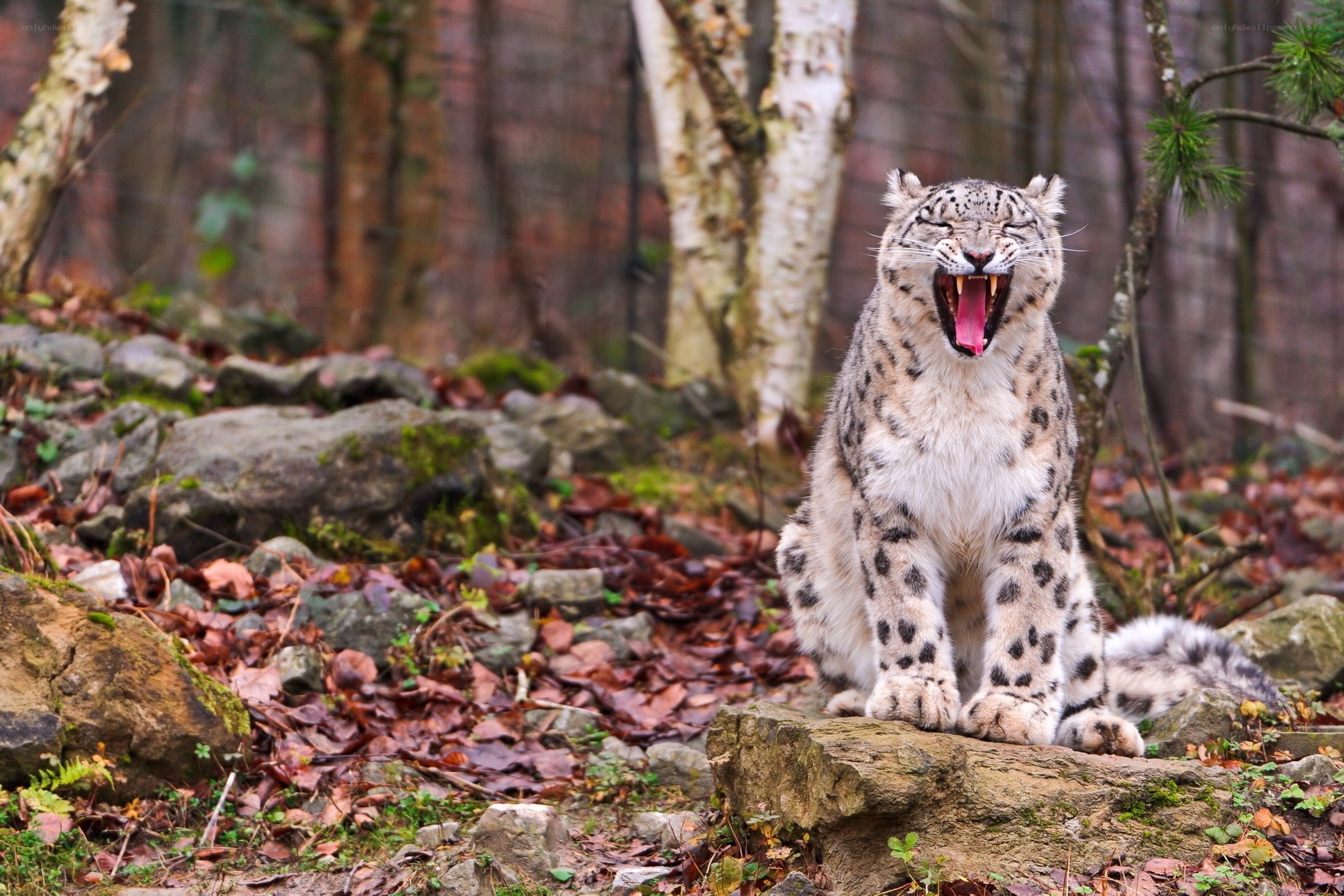 Snow leopard yawning in forest
