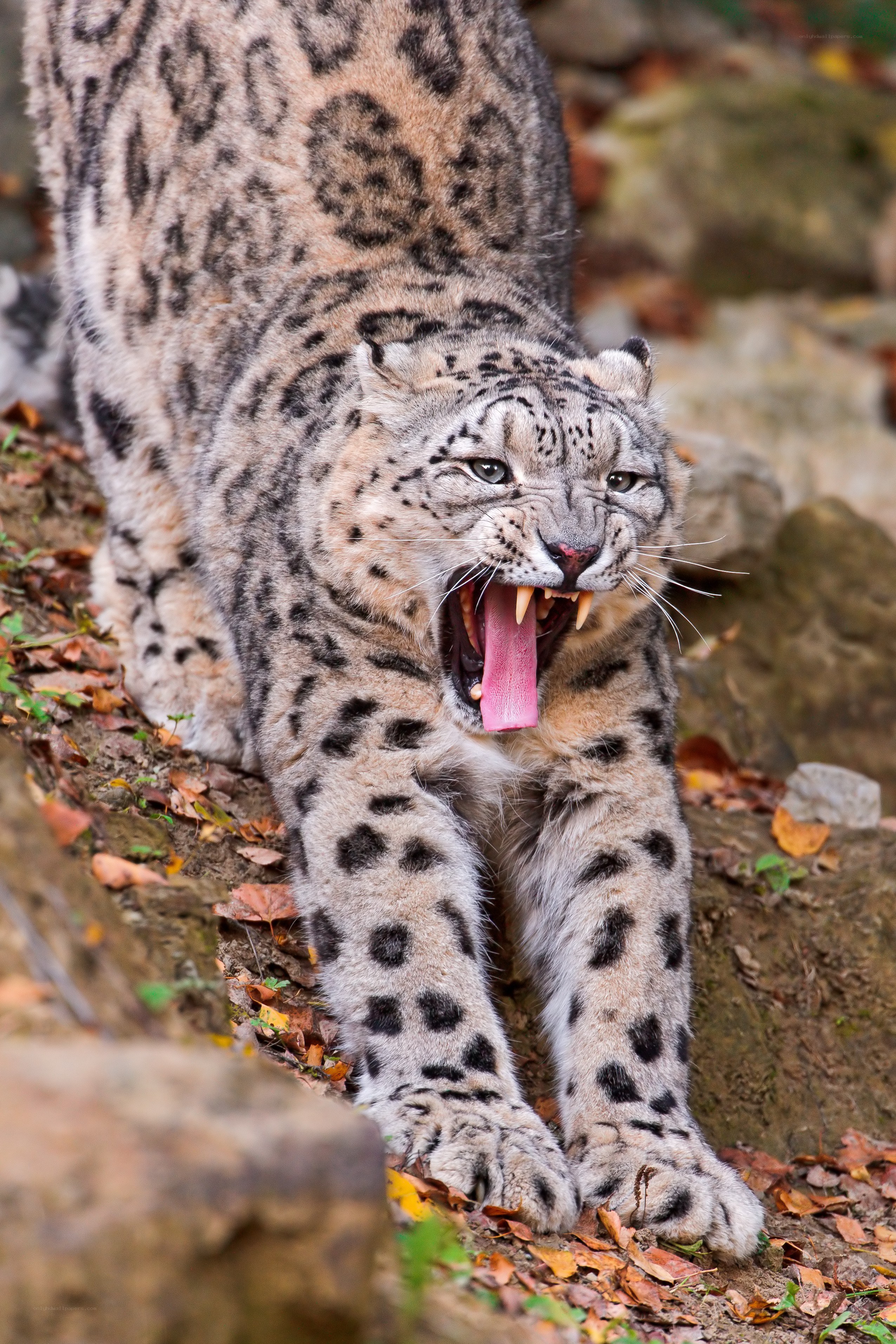 Snow leopard yawning on rocky ground