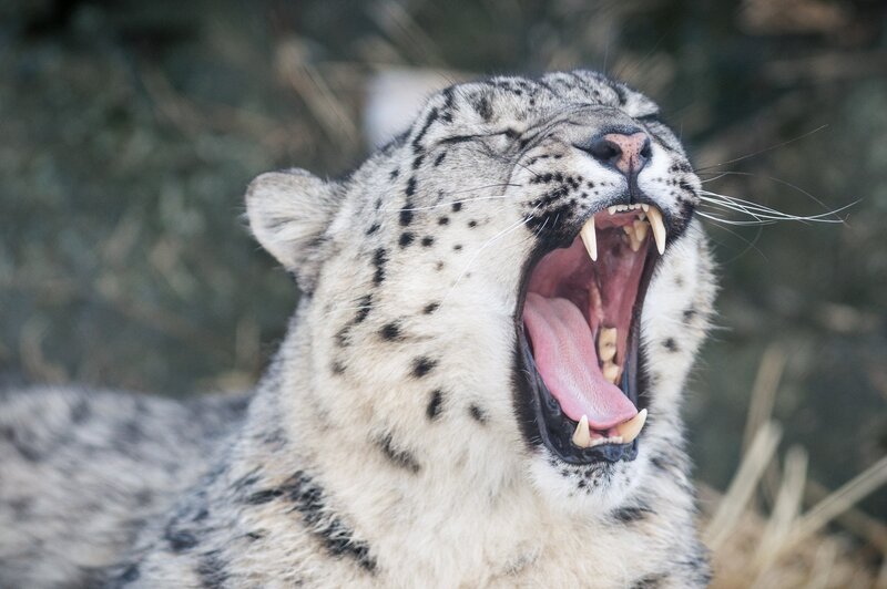 Snow Leopard Yawning — White, Natural