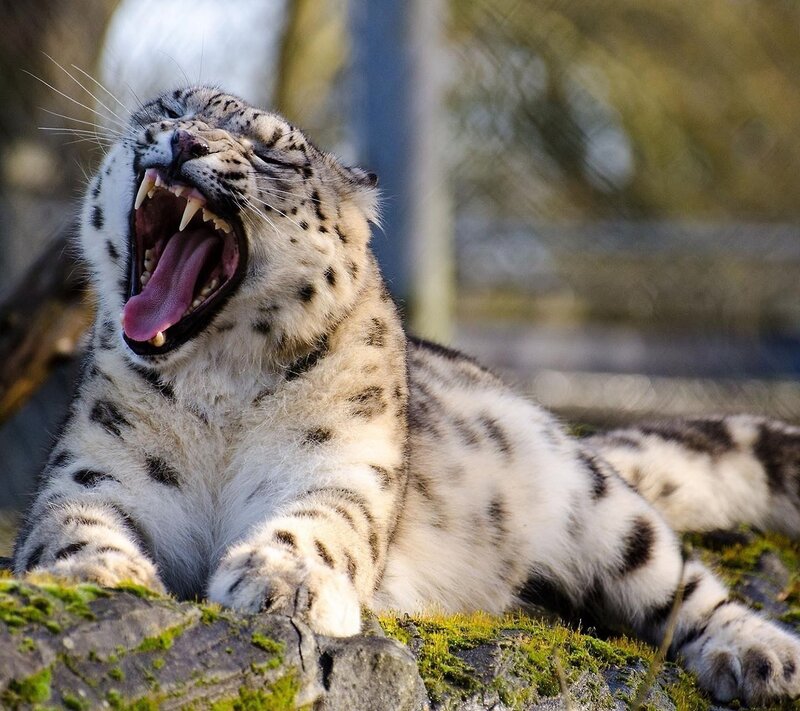 Snow Leopard Yawning — White, Relaxed, Afternoon