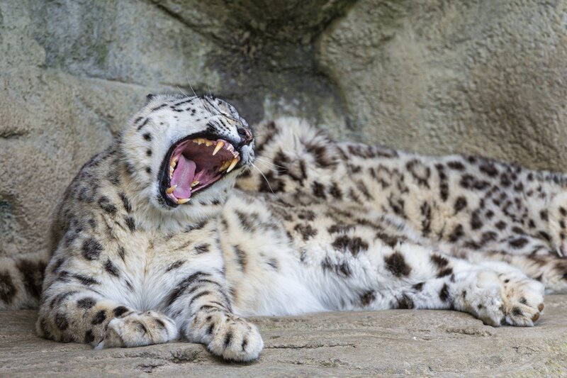 Snow Leopard Yawning — White