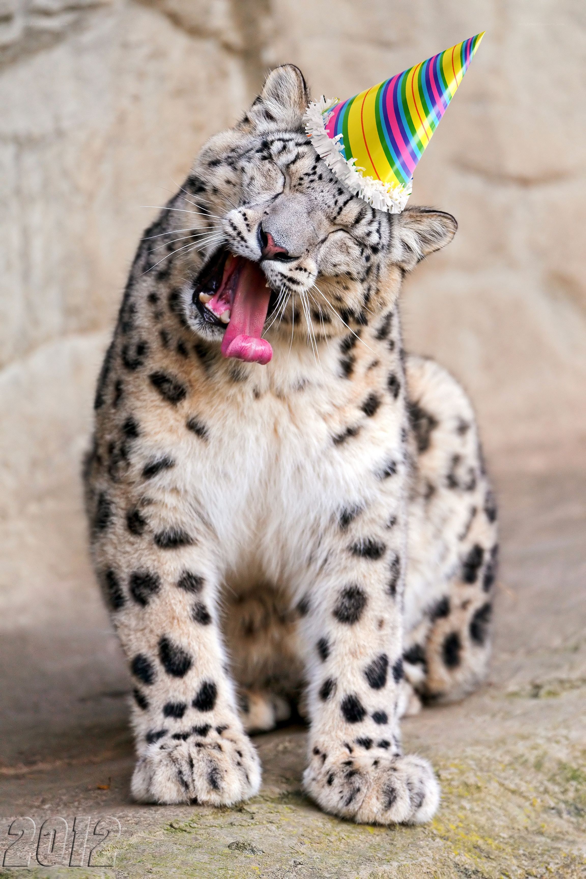 snow leopard yawning with party hat