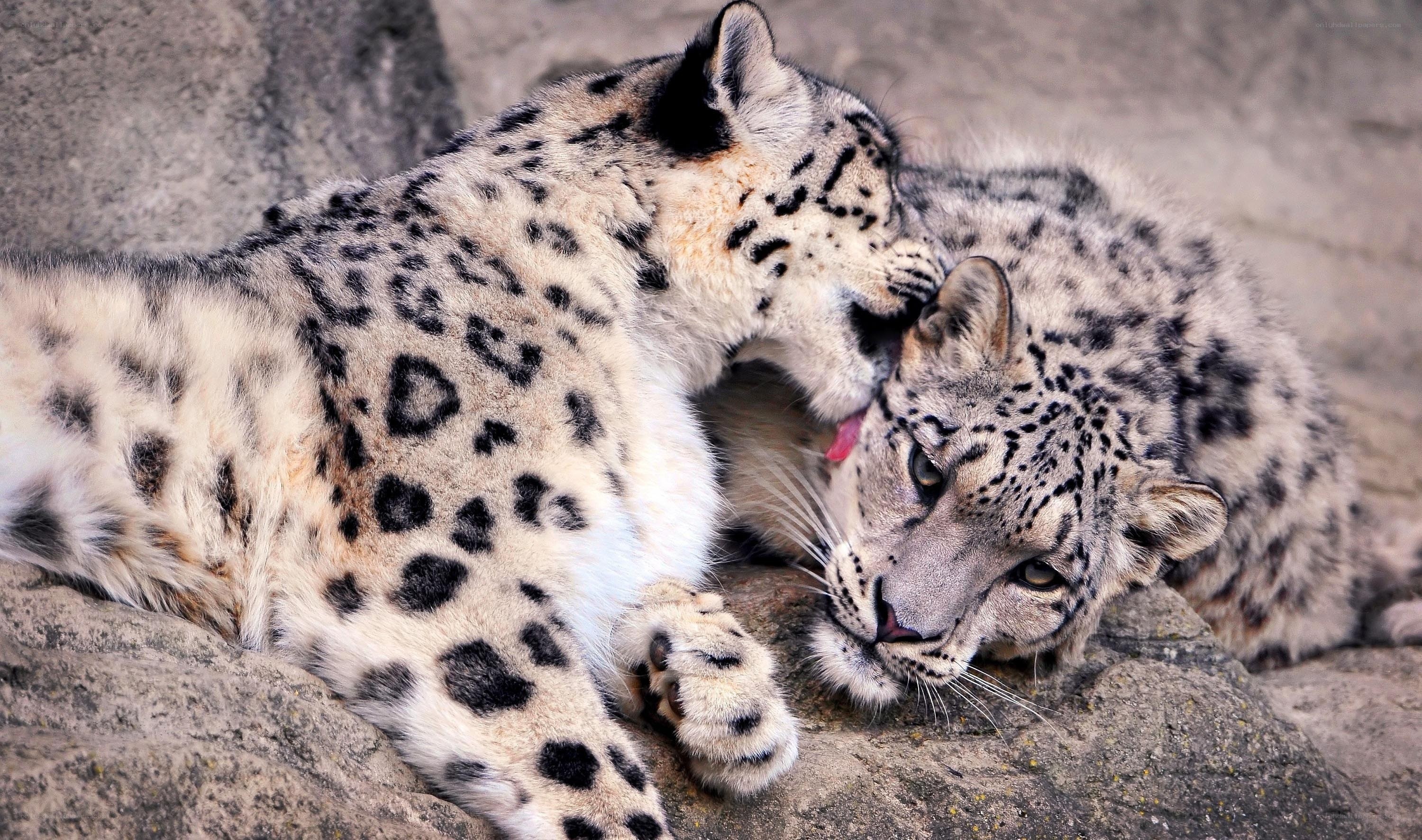 Snow leopards grooming each other