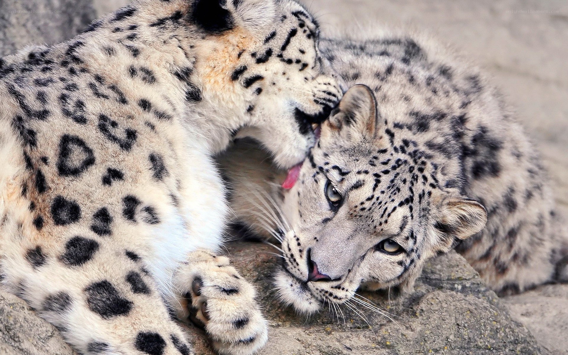 Snow leopards grooming each other