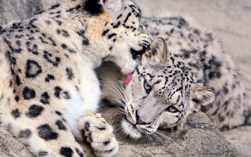 Snow leopards grooming each other