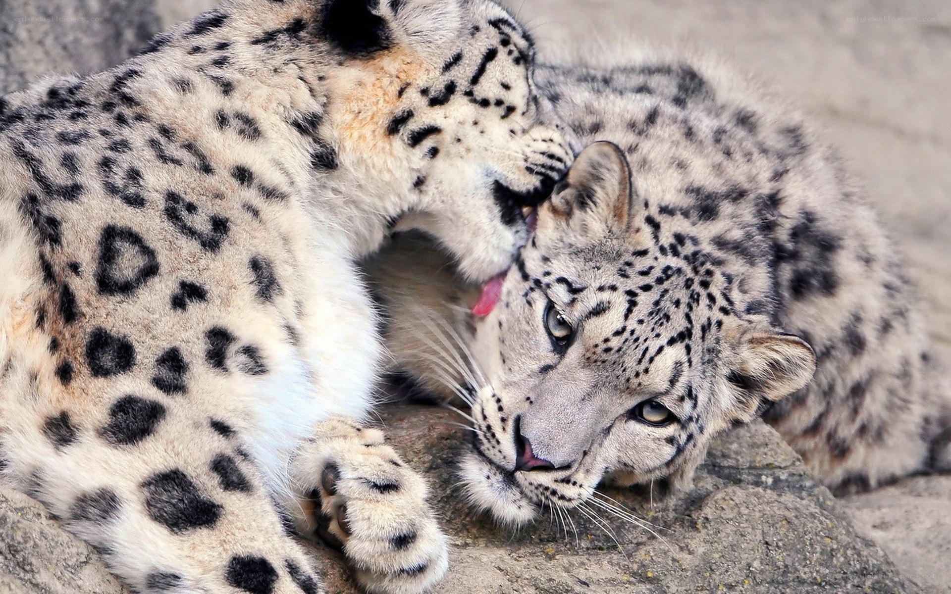 Snow leopards grooming each other