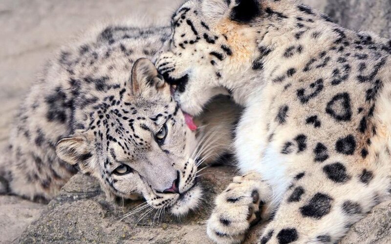Snow Leopards Grooming