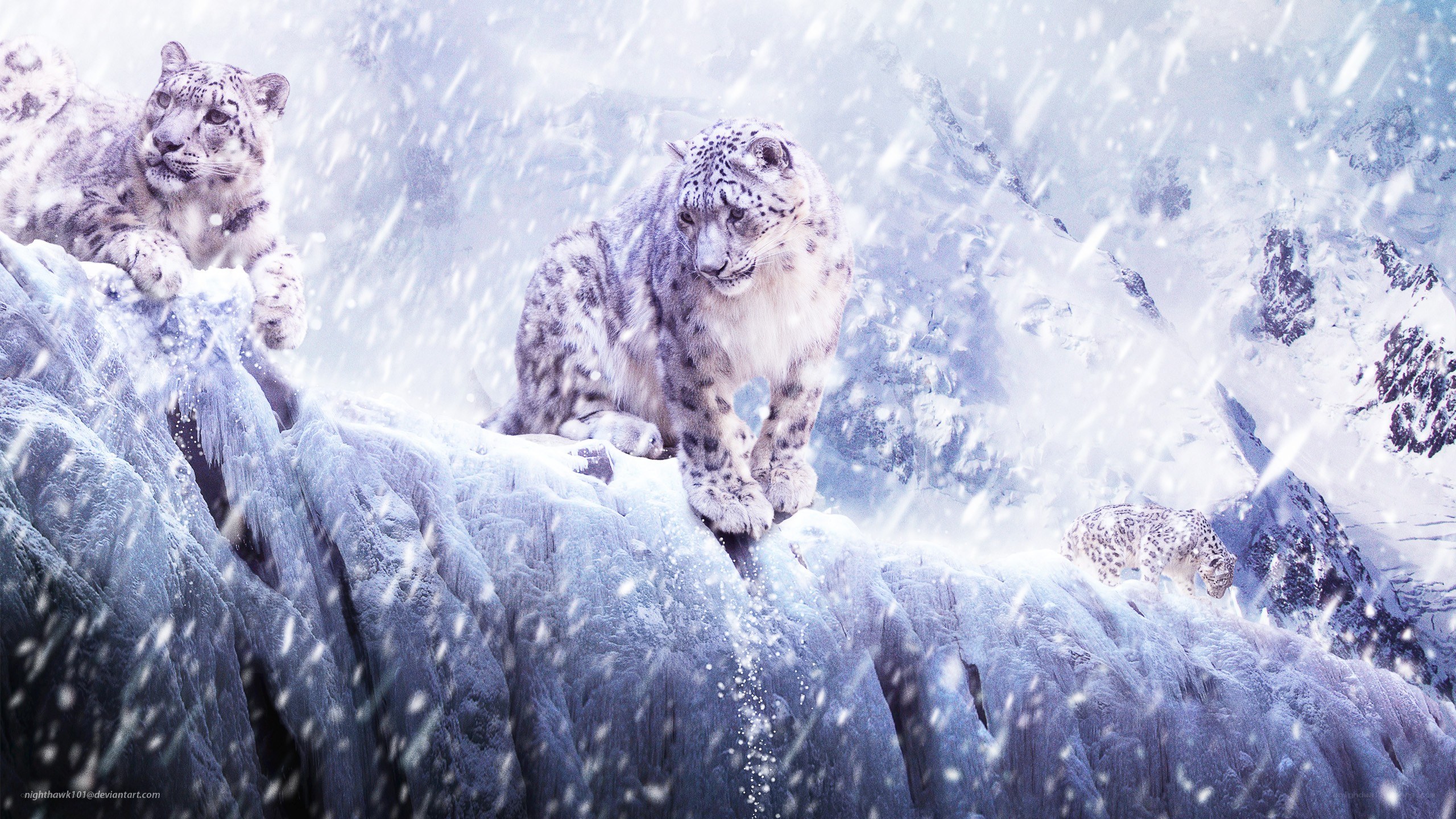 Snow leopards in a blizzard