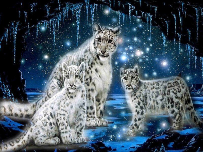 Snow Leopards in Cave