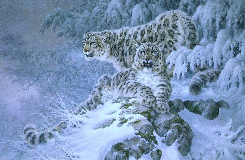 Snow Leopards in Snow
