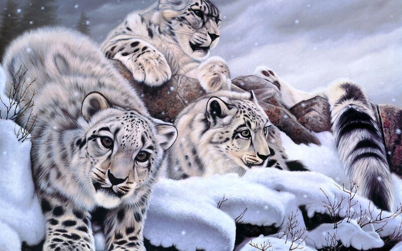 Snow Leopards in Snow — White, Cold, Winter