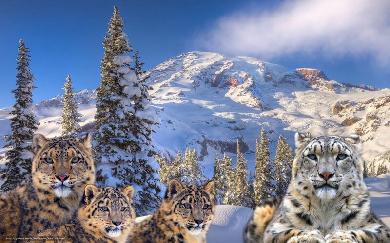 Snow Leopards in Snow — White, Serene