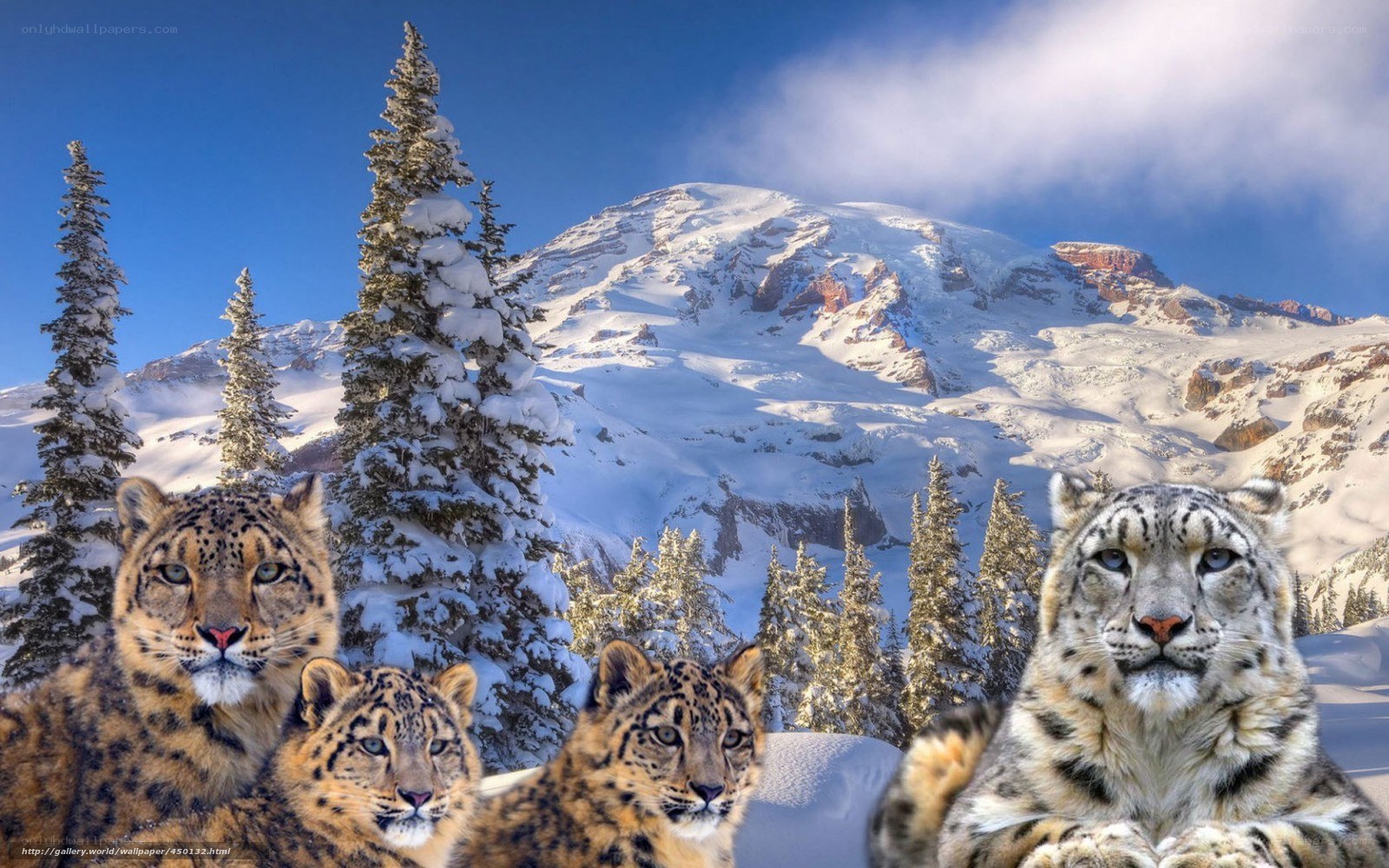 Snow leopards in snowy mountains
