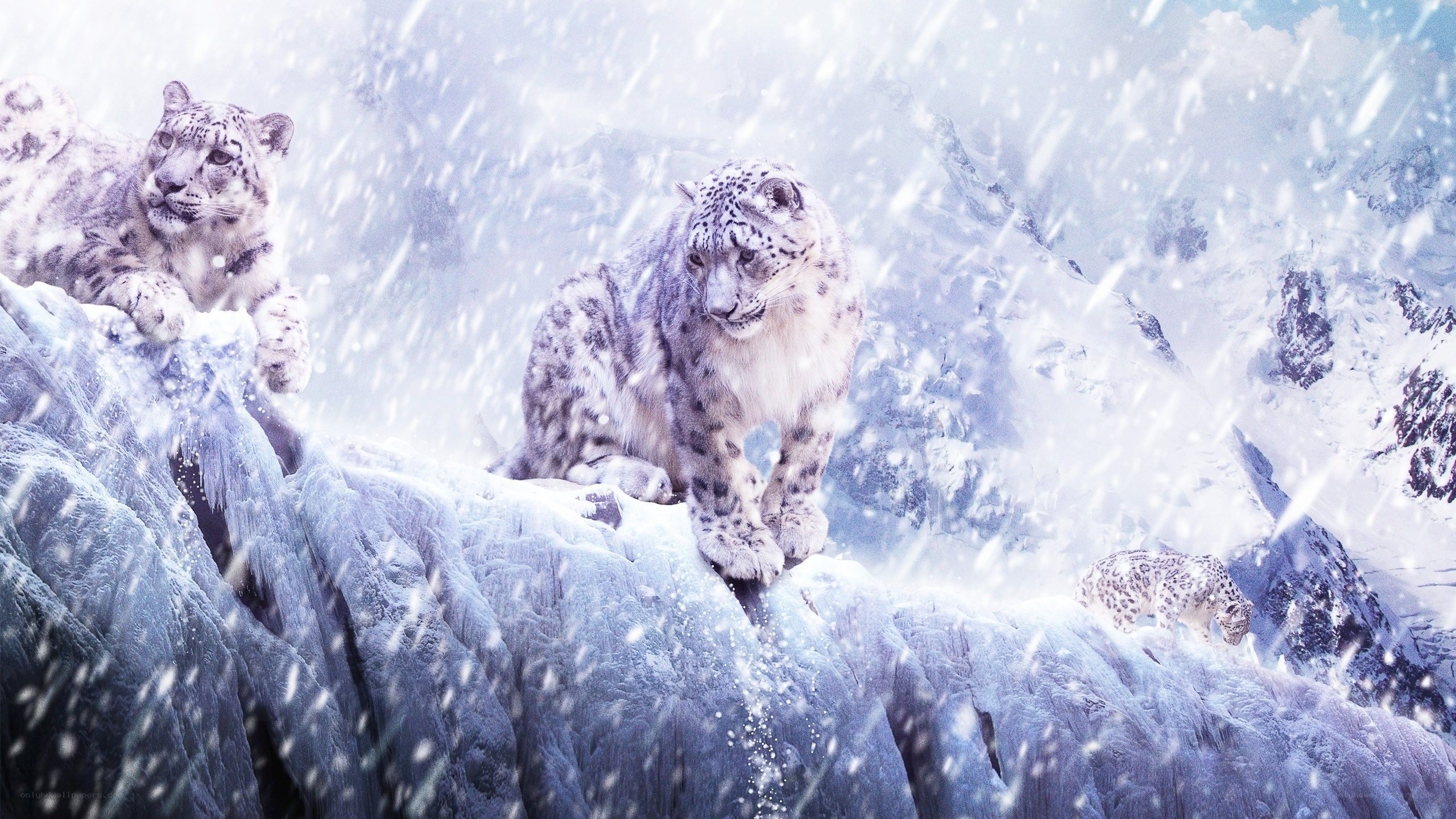 Snow leopards in snowy mountains