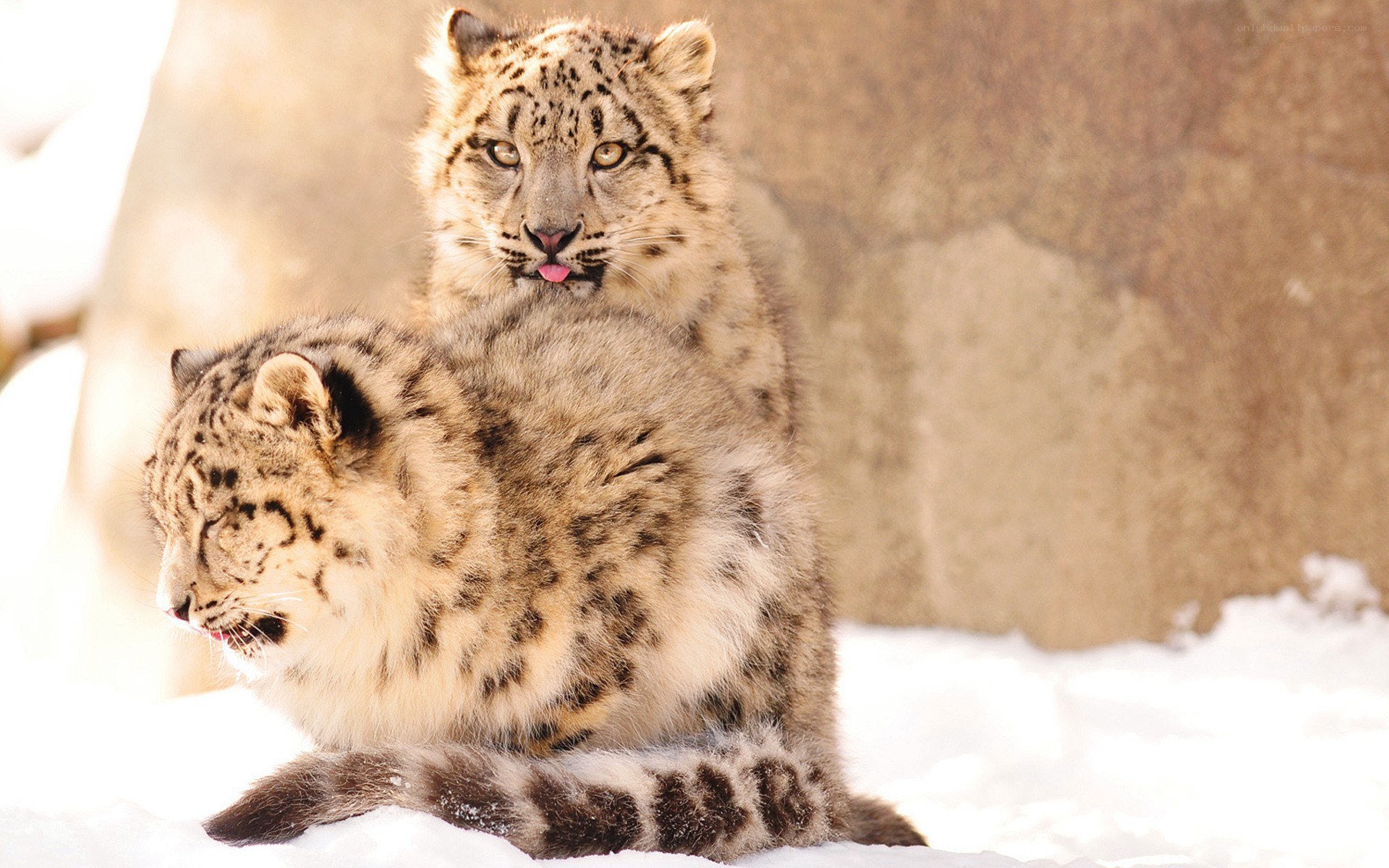 Snow leopards in the snow