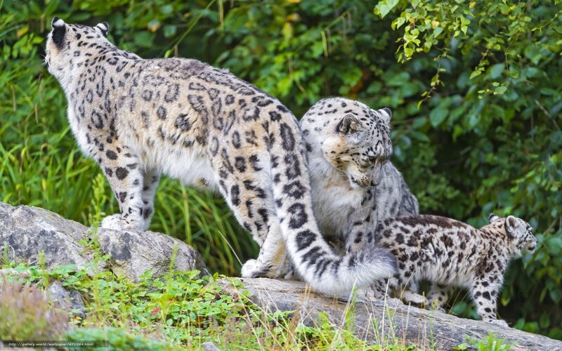 Snow leopards in the wild