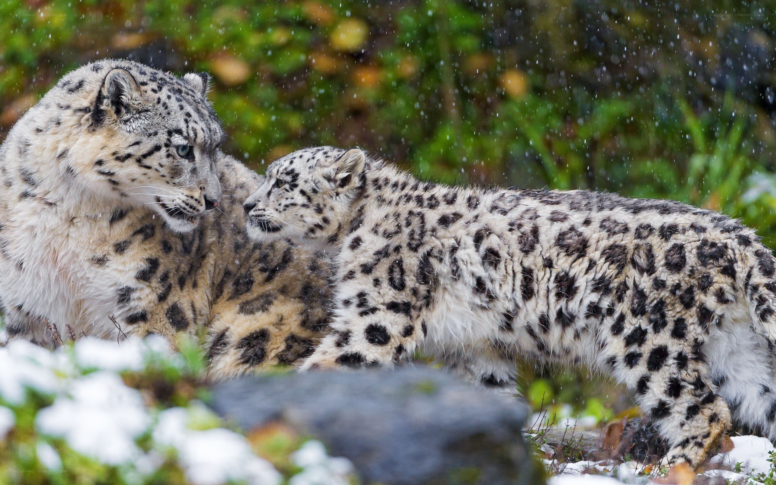 Snow leopards in the wild