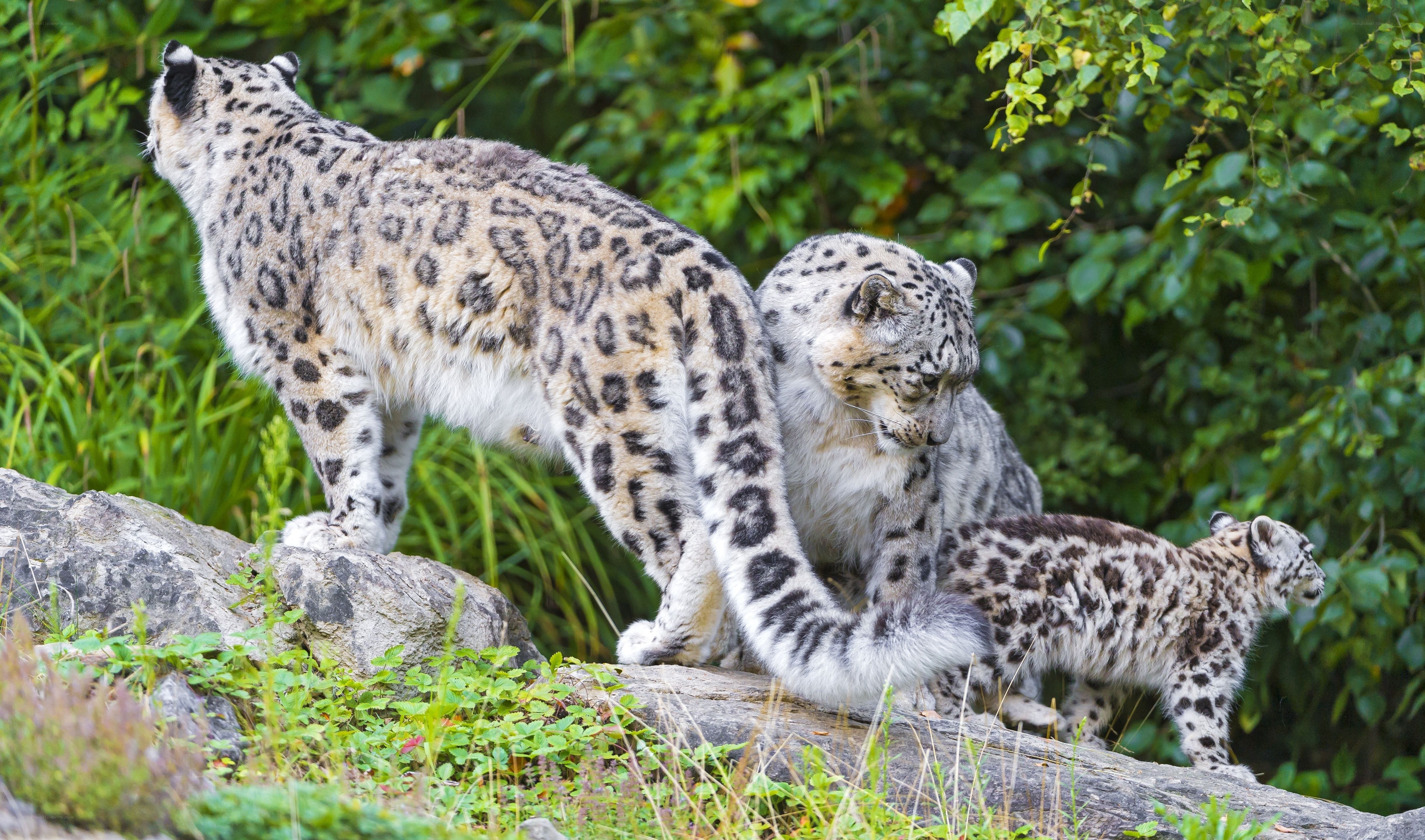 Snow leopards in the wild