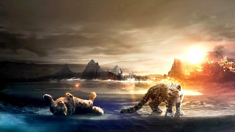 Snow Leopards in Water