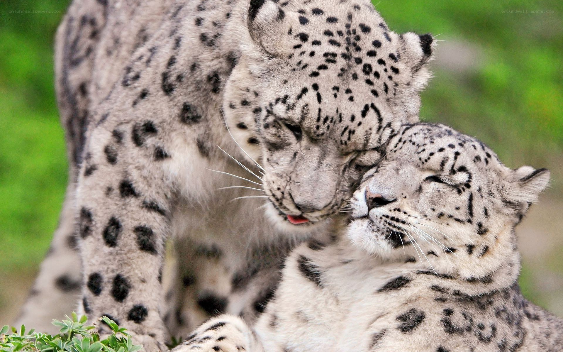 Snow leopards nuzzling