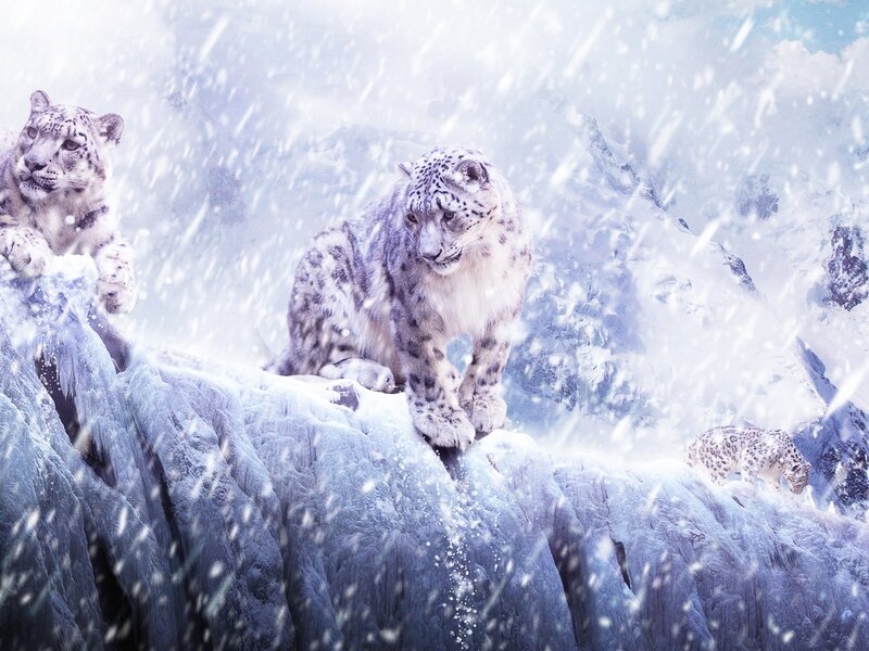 Snow Leopards on Cliff